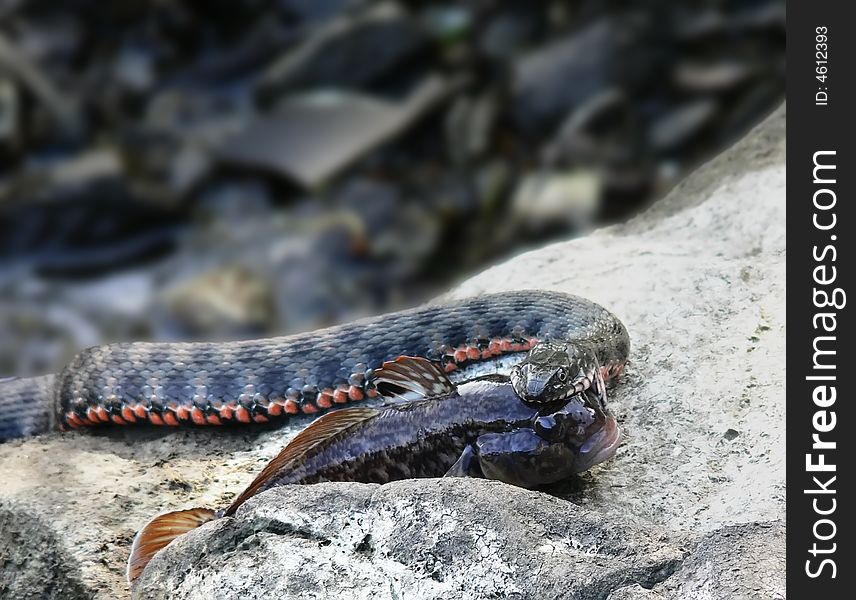 Grass snake holding a fish in mouth