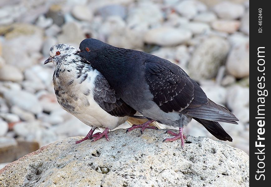 A Couple of the Pigeons on the Boulder Stone