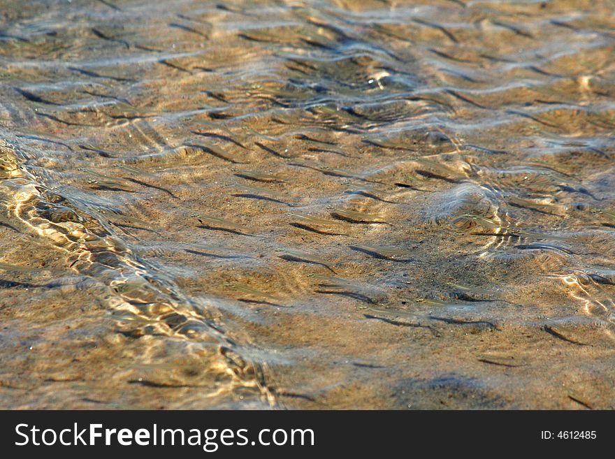 Sunny day at shallow sea. School of young fish.