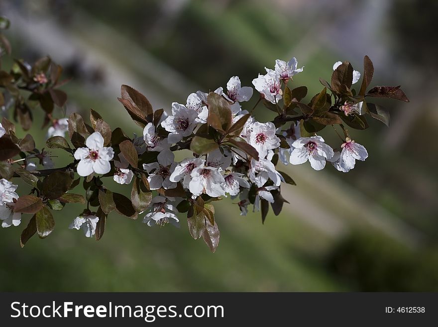 Flowers on a branch of tree. Flowers on a branch of tree