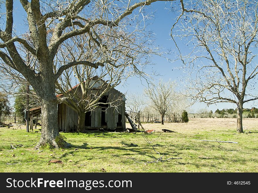 A a large leafless tree with a dilapidated shed in the background.