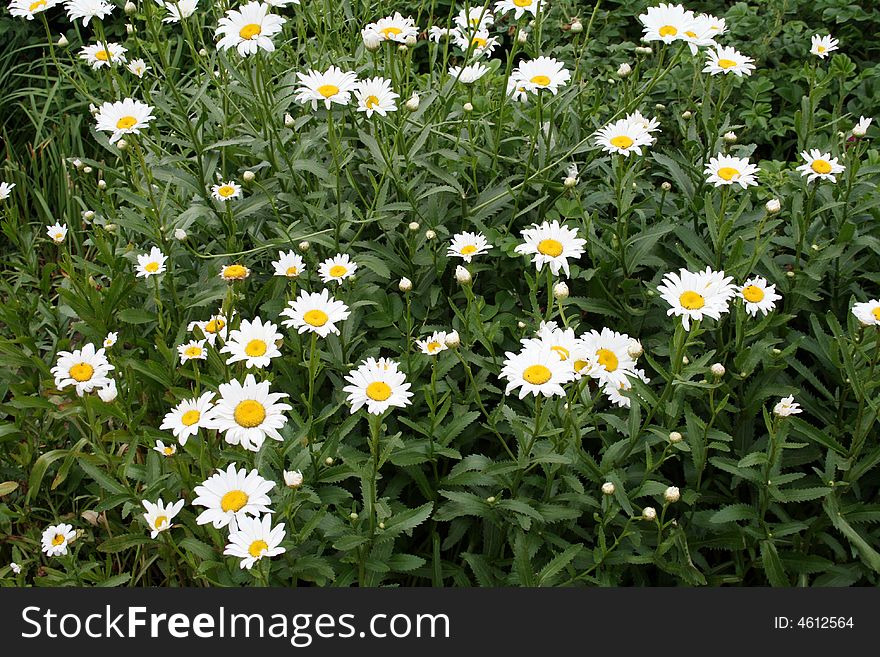 Green field with blossoming camomiles