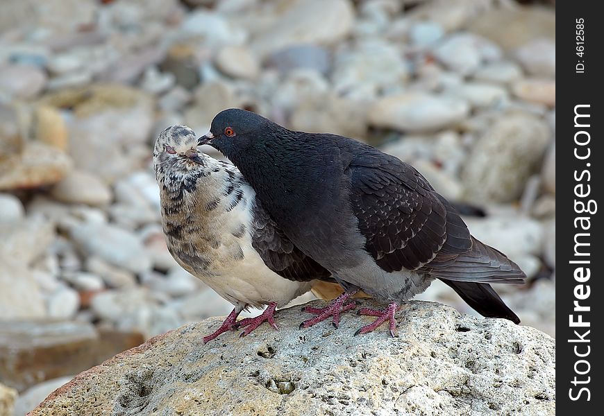 A Couple of the Pigeons on the Boulder Stone