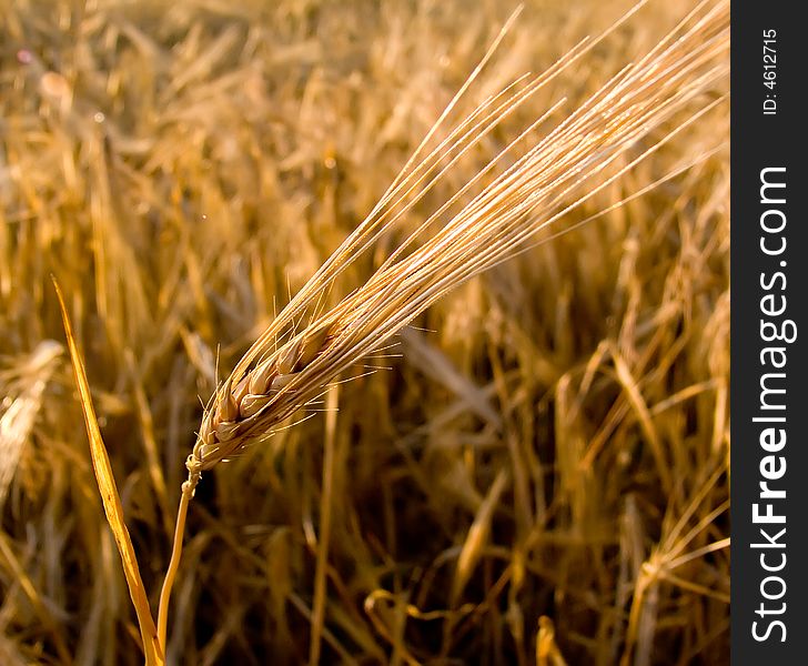 Wheat ear closeup
