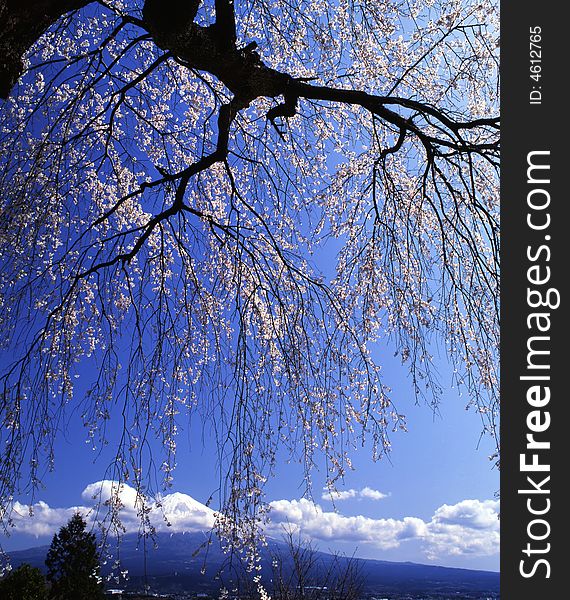 A weeping cherry tree in full blossom and Mt,Fuji. A weeping cherry tree in full blossom and Mt,Fuji