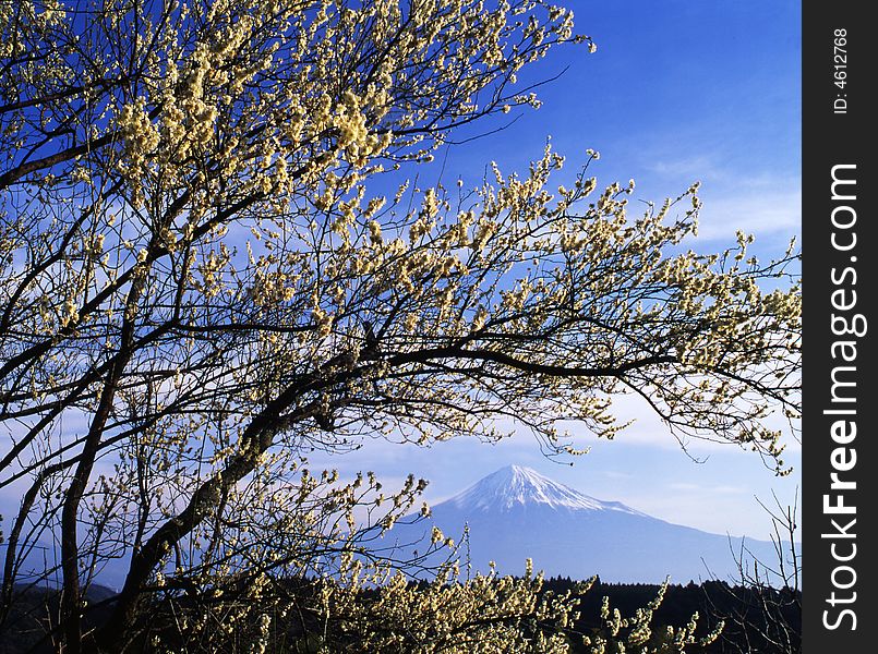 The white Japanese apricot blossom and Mt fuji. The white Japanese apricot blossom and Mt fuji