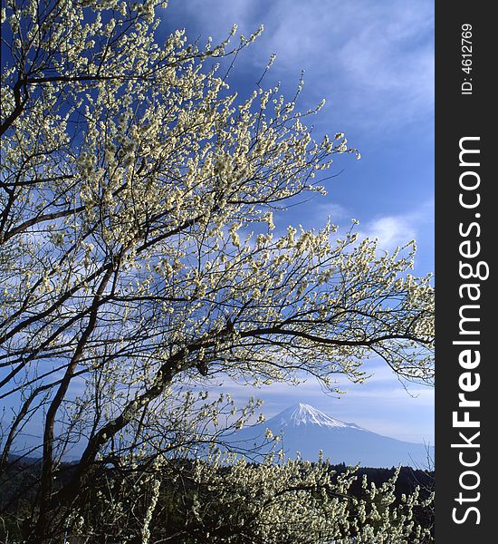 The white Japanese apricot blossom and Mt fuji. The white Japanese apricot blossom and Mt fuji