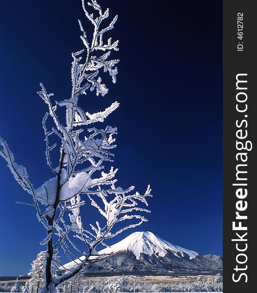 The ice coating on the trees with Mt,Fuji. The ice coating on the trees with Mt,Fuji