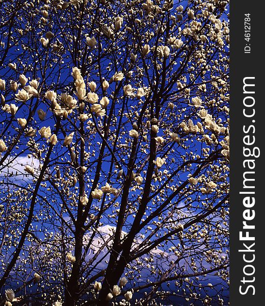 A magnolia flower bloom through view Mt,Fuji. A magnolia flower bloom through view Mt,Fuji