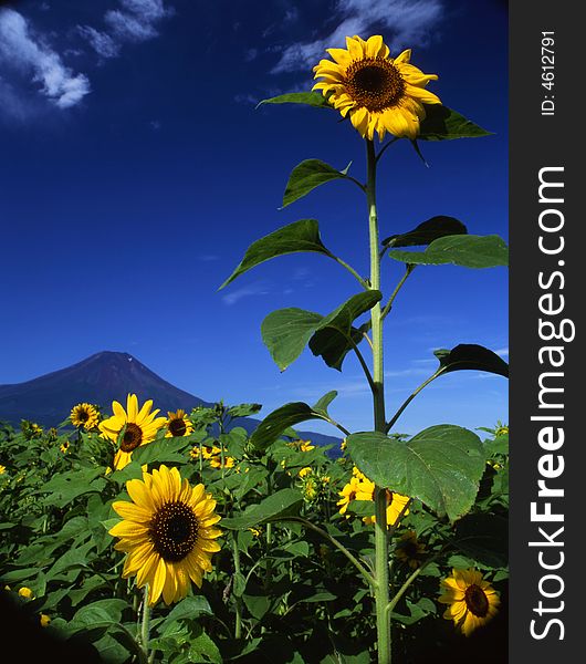 A big sun flowers field near Mount Fuji. A big sun flowers field near Mount Fuji