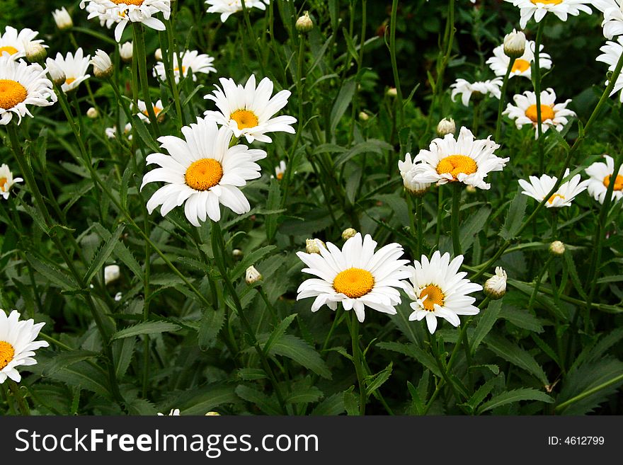 Green field with blossoming camomiles