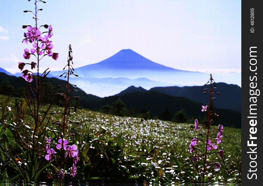 The willow orchid flower over view Mt,Fuji. The willow orchid flower over view Mt,Fuji