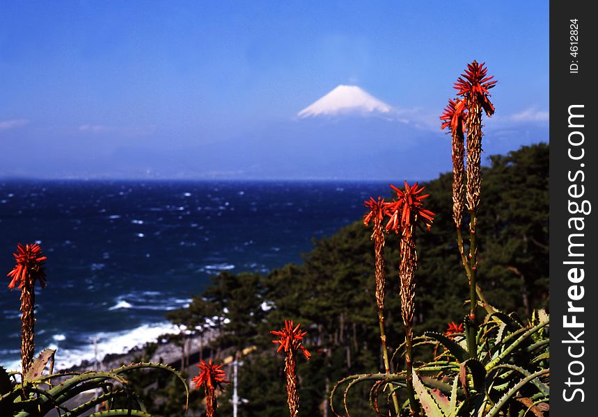 Aloe blossoms with Mount Fuji. Aloe blossoms with Mount Fuji