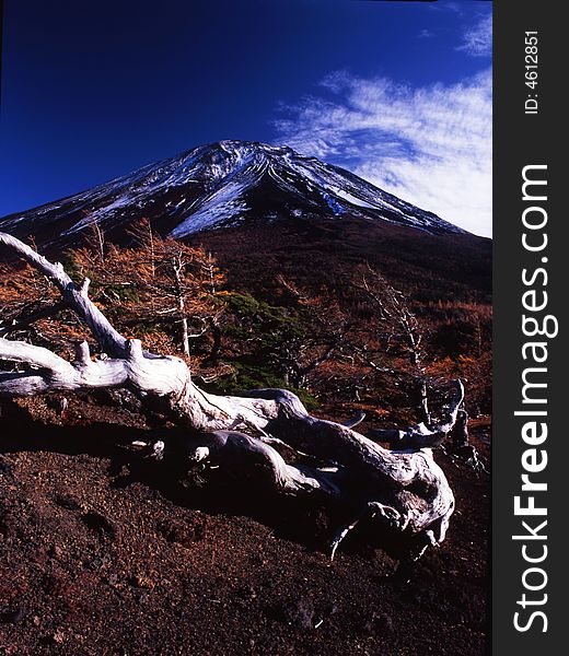 The old tree and autumn Mt,Fuji. The old tree and autumn Mt,Fuji