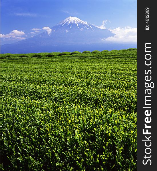 Green tea fields and Mount Fuji. Green tea fields and Mount Fuji