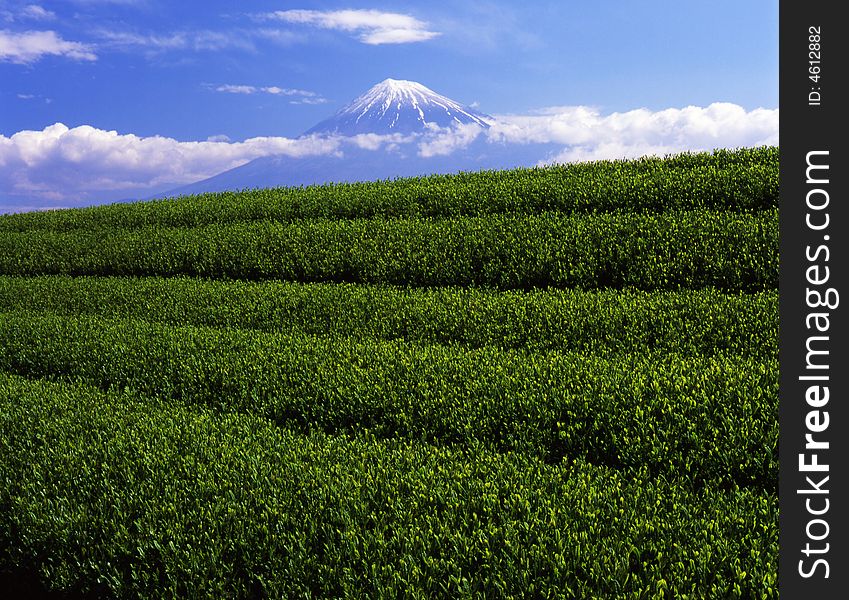 Luscious green tea fields at the foot of Mt. Fuji. Luscious green tea fields at the foot of Mt. Fuji