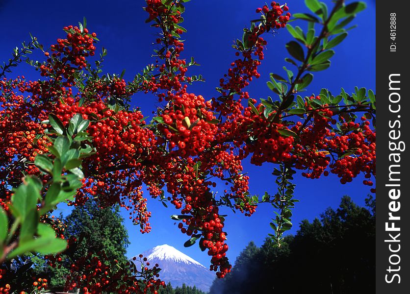 Mt, Fuji view over autumn red seed trees. Mt, Fuji view over autumn red seed trees