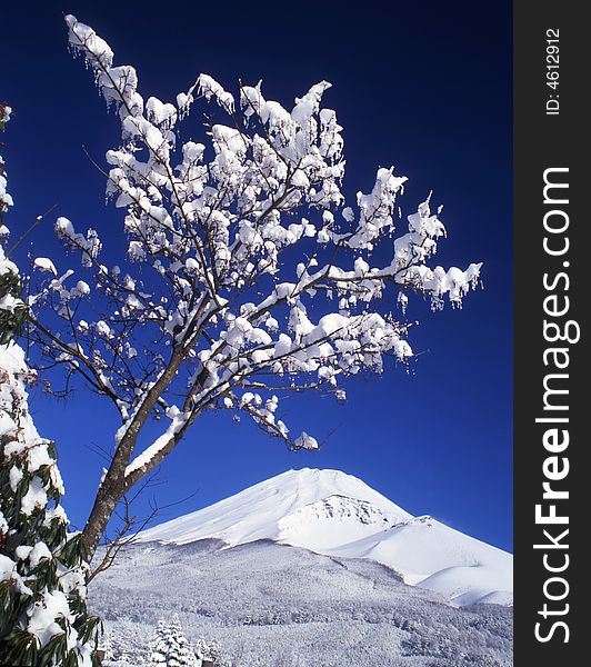 Snow flower with Mt,Fuji in winter morning. Snow flower with Mt,Fuji in winter morning