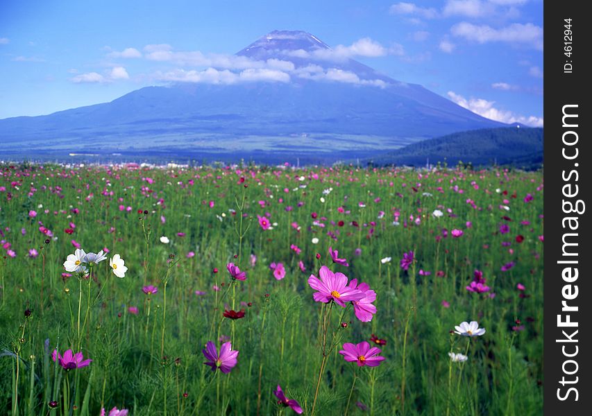 Cosmos meadow near Mount Fuji. Cosmos meadow near Mount Fuji