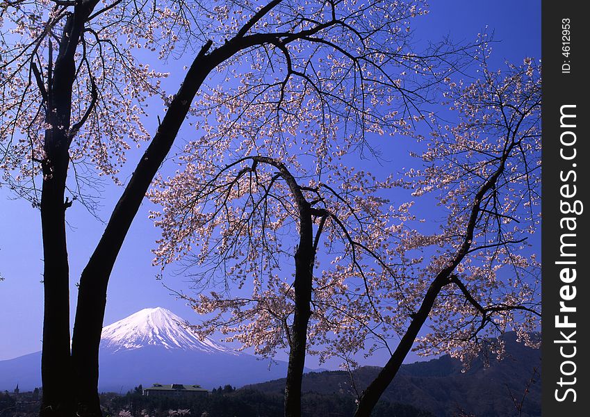 Lakeside view of Mount Fuji in Spring with cherry blossoms. Lakeside view of Mount Fuji in Spring with cherry blossoms