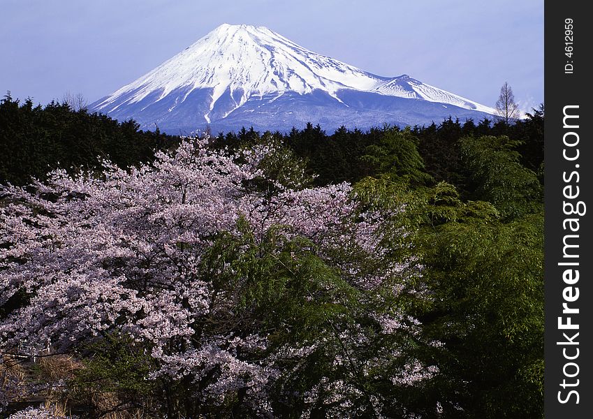 Cherry blossoms and bamboo with Mount Fuji. Cherry blossoms and bamboo with Mount Fuji