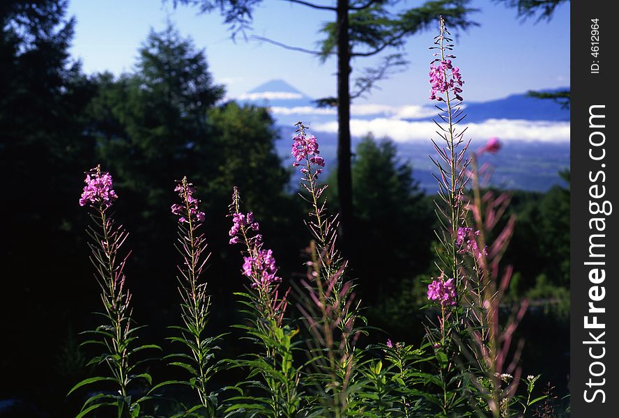 The slim orchid blossom far view Mt,Fuji. The slim orchid blossom far view Mt,Fuji