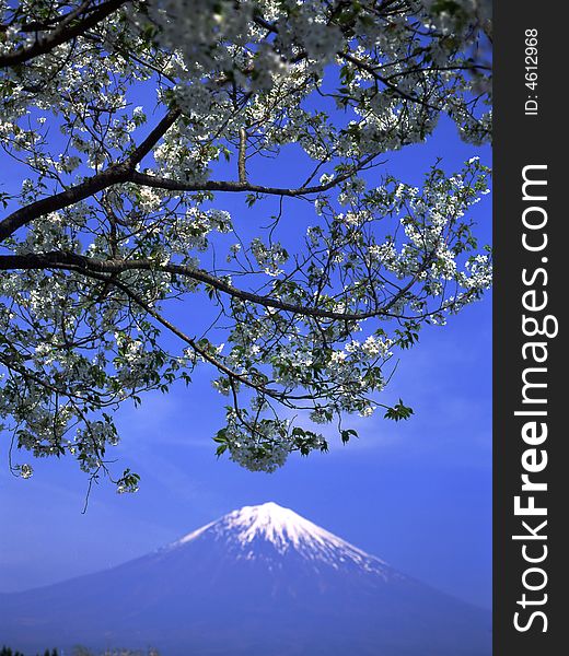 White cherry blossoms in full bloom with Mount Fuji in the background. White cherry blossoms in full bloom with Mount Fuji in the background