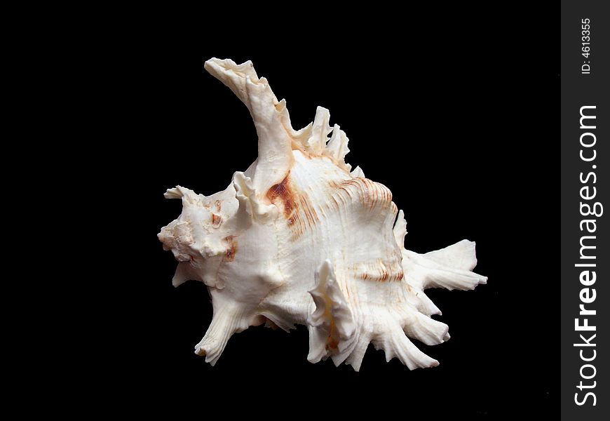 White sea shell isolated on black background