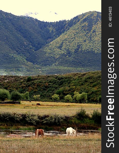 Two Horse In The Tibet Mountain Valley