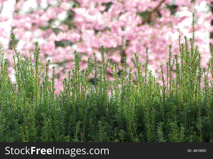 Hedge growing in the spring with pink cherry blossoms in the background. Hedge growing in the spring with pink cherry blossoms in the background.