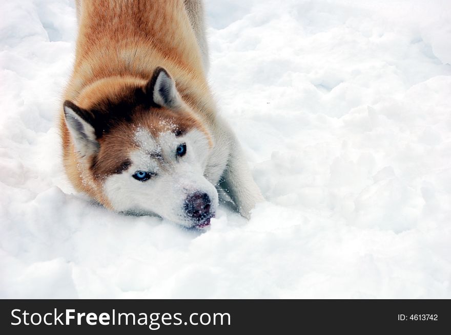 A siberian husky playing in the snow.