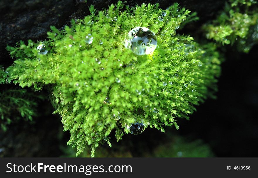 Bead On The Lichen.