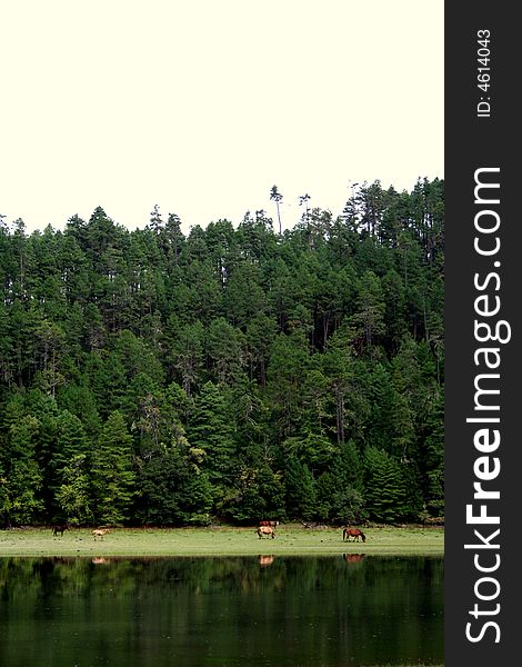 Horses between forest and the lake