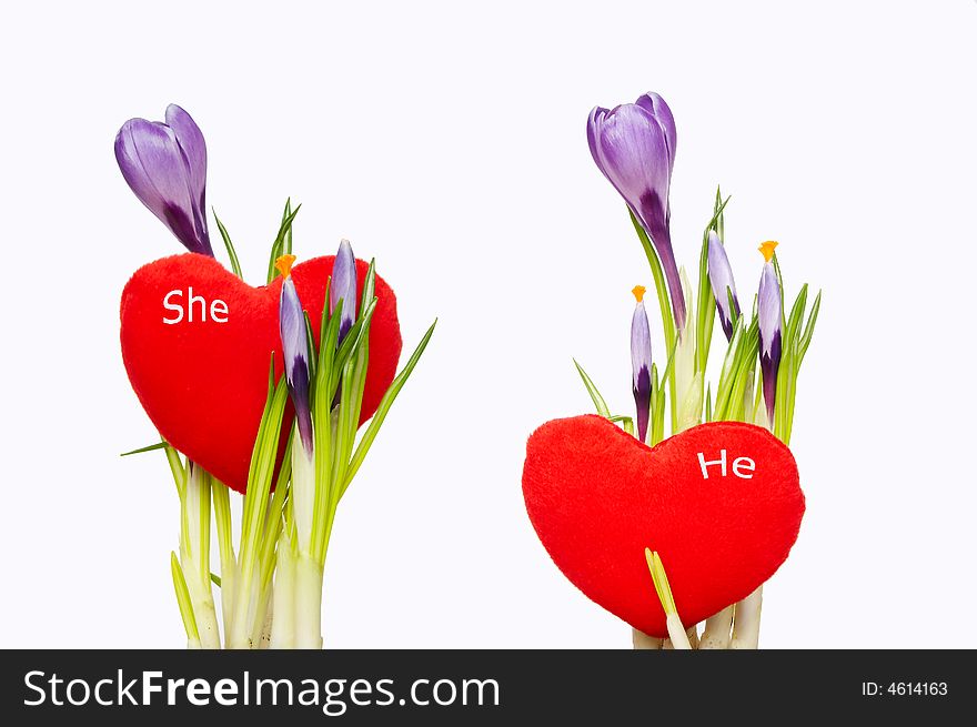 Valentine card - Isolated crocus over white background and red heart. Valentine card - Isolated crocus over white background and red heart