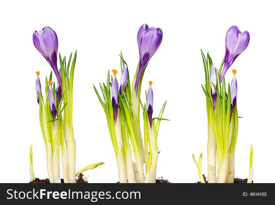 Isolated crocus over white background