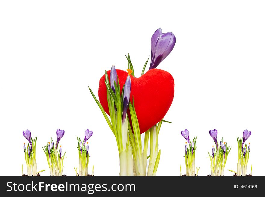 Valentine card - Isolated crocus over white background and red heart. Valentine card - Isolated crocus over white background and red heart