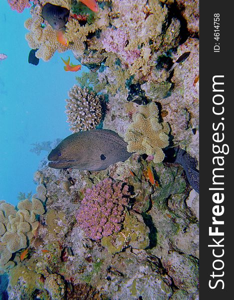 Underwater life of coral reef 119