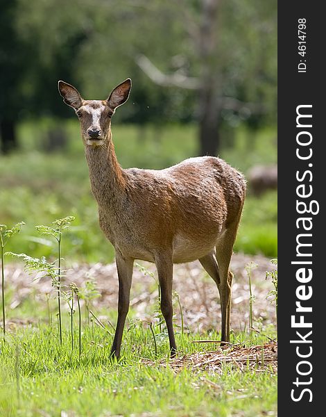 Red deer early morning light