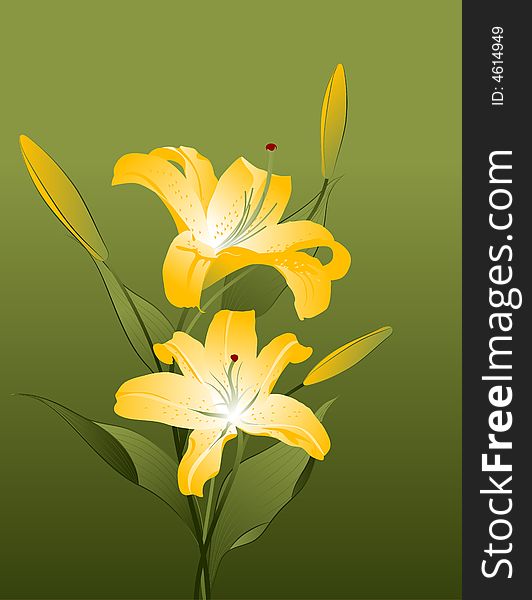 Vector illustration with lilies. Can be used in different ways. Vector illustration with lilies. Can be used in different ways.