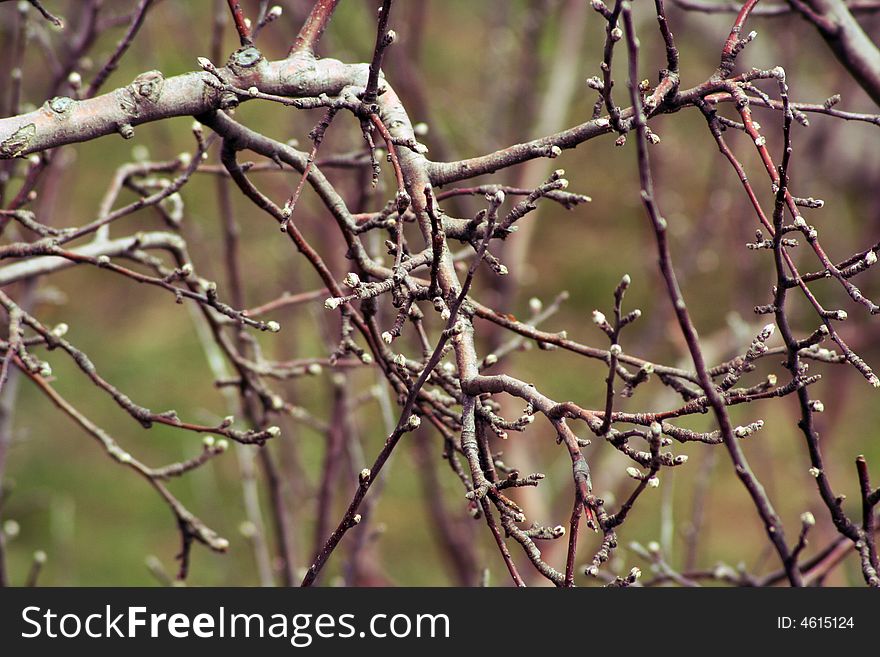 Apple Tree Branches