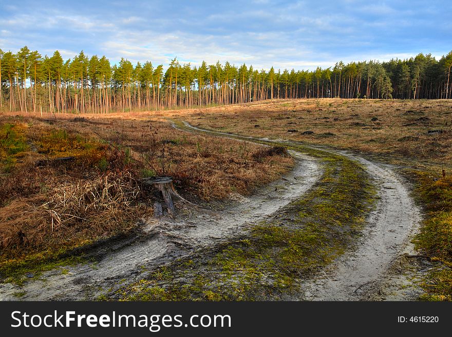 A road in the field and a pine-tree forest. A road in the field and a pine-tree forest