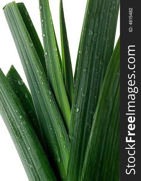 Leek with water drops isolated on a white background. Leek with water drops isolated on a white background