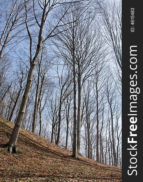 Beech tree woodland in the countryside at the sunglight