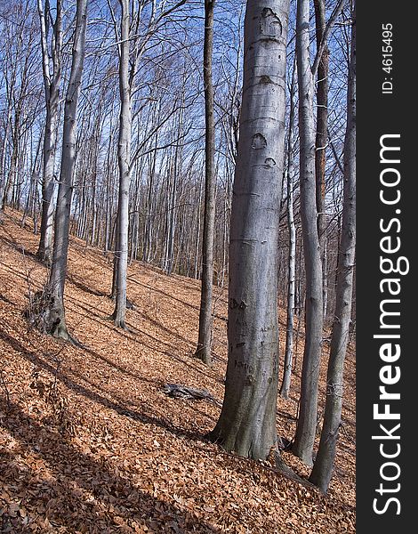 Beech tree woodland at the sunny day in early spring