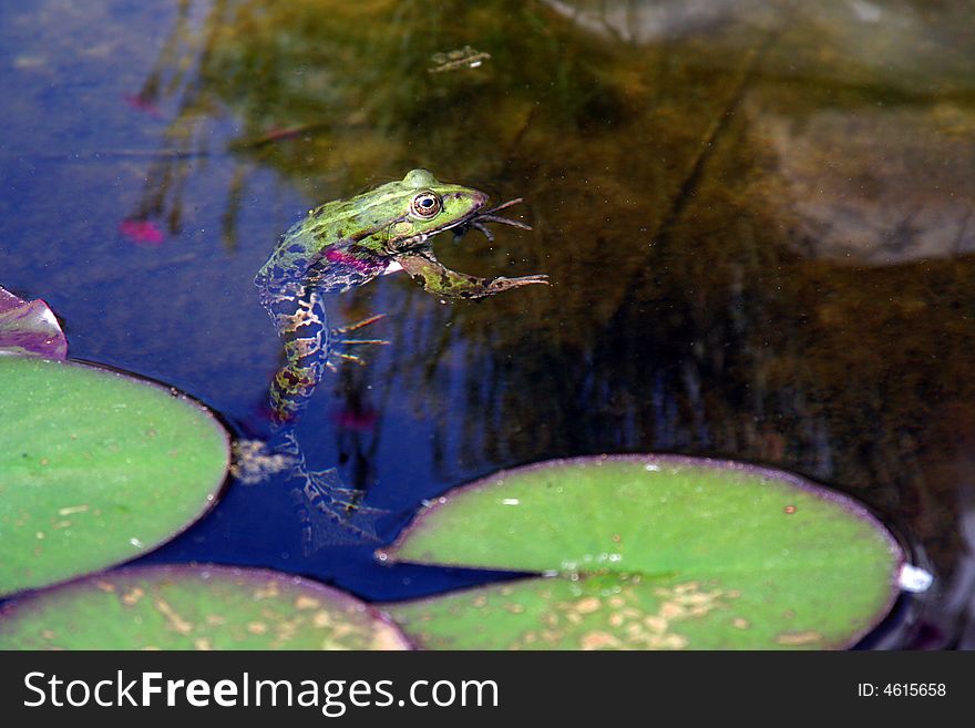 Frog in the garden pond.