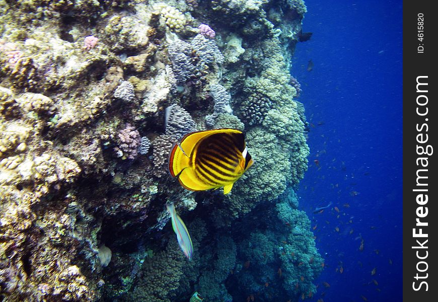 In depths of the red sea it is possible to meet improbably beautiful fishes. In depths of the red sea it is possible to meet improbably beautiful fishes