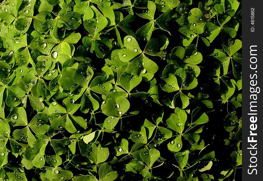 Raindrops on leaves afrer rain.