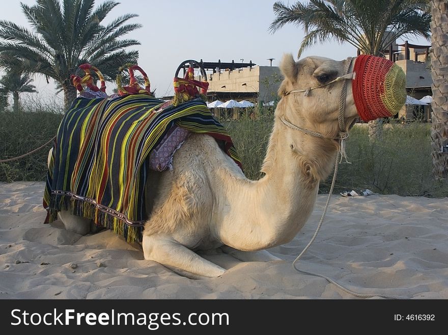 Arabian camel resting in the sand in the Dubai desert