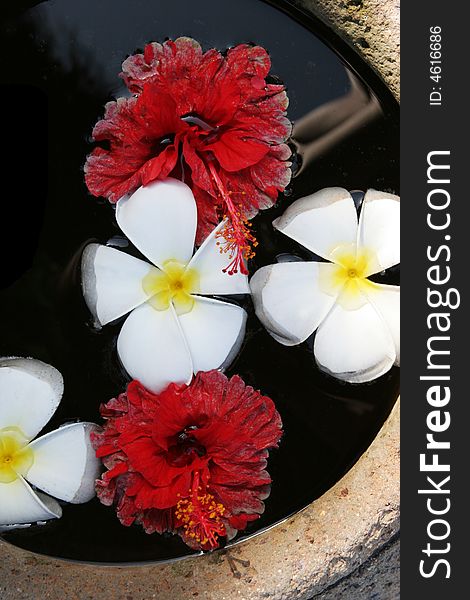 Tropical fragipani and hibiscus from Thailand floating in water.