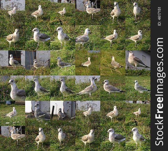 Collage of white sea gull photos. Collage of white sea gull photos